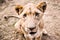 South African lion seated at lion reserve