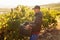 A South African man farmworker harvest grapes with a big smile