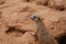 South African Meerkat 2