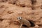 South African Meerkat