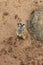 South African Meerkat