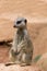 South African meerkat standing on guard