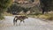 South African Oryx in Kgalagari transfrontier park, South Africa