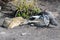 South African penguin confronting a dassie (rock hyrax)