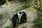 South African penguins Kiss