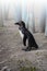 South African Pinguin on a foggy morning
