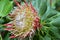 South African plant Protea cynaroides