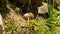 South African rodent rabbit Dassie sits on a stone and eats grass