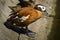 South African Shelduck