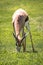 South African Springbok grazing on a green pasture / field