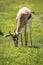 South African Springbok grazing on a green pasture / field