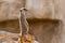 south african suricata suricatta