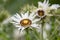 South African Thistle Berkheya cirsiifolia, radiant white flowers