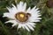 South African Thistle Berkheya cirsiifolia, white flower with honeybee