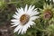 South African Thistle Berkheya cirsiifolia, white flower side view