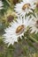 South African Thistle Berkheya cirsiifolia, white flowers side view