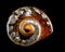 South African Turban Shell on a black background