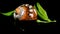 South African Turban Shell on a black background