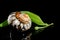 South African Turban Shell on a black background