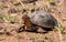 South african turtle on savannah ground