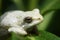 South African white painted reed frog