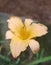 South Alabama Yellow Daylilly Bloom