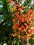 South America, the cannonball tree