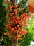 South America, the cannonball tree