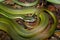 South America Green Snake, Baron`s green racer, Philodryas baroni