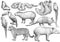 South American animal collection, illustration, drawing, engraving, ink, line art, vector