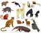 South American animal vector illustration, cartoon armadillo, tapir, capybara, cute alpaca wild or zoo character set