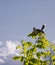 South American bird called Calandria. With sunlight