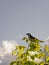 South American bird called Calandria with sunlight