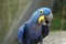 South American Blue Macaw Parrots 3