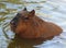 A South American Capybara Glistening from His Swim