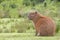 South American Capybara profile