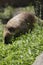 South american coati