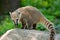 South American Coati