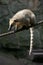 South American coati