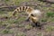 South american coati