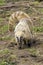 South american coati