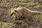 South american coati