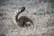 South American Coati,looking for insects,