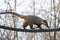 South American coati - Nasua nasua