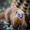 South American coati Nasua nasua, also known as the ring-tailed coati.