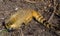 South American coati & x28;Nasua nasua& x29;, also known as the ring-tailed coati. Wildlife animal....IMAGE