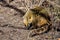 South American coati & x28;Nasua nasua& x29;, also known as the ring-tailed coati. Wildlife animal....IMAGE