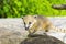 South American coati (Nasua nasua) baby