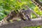 South American coati (Nasua nasua) baby