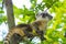 South American coati (Nasua nasua) baby